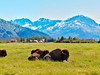 Alaska Wildlife Conservation Center